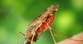 All you need to know about Malaria