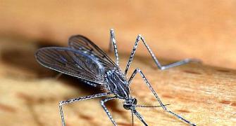 Now, mosquitoes that do not cause malaria