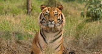 Forests to use DNA fingerprinting for tiger census