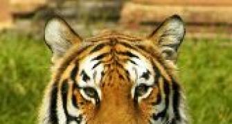 In 2 years, Maharashtra lost 120 tigers