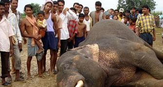 The shocking case of Orissa's dwindling wildlife