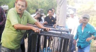 IN PHOTOS: Prowling tiger TRAPPED near Lucknow