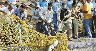 PIX: Crocodile threat ends in Khadakwasla Dam