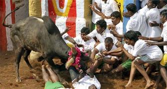 IN PIX: A ringside view of Tamil Nadu's Jallikattu