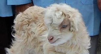 In PHOTOS: The world's first cloned pashmina goat