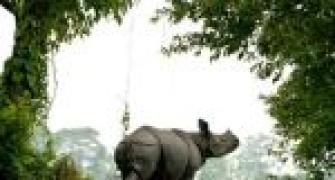 Kaziranga, Orang national parks to open on Nov 1