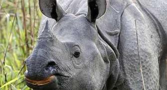 115 rhinos killed in Assam in 10 years!