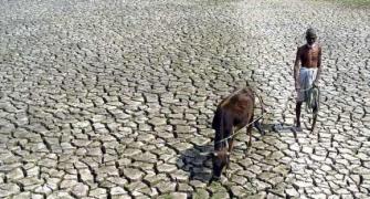 Indian drought: Bonanza for Canadian farmers