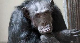 PHOTO: Chimpanzee walks free, creates panic in Hyd zoo
