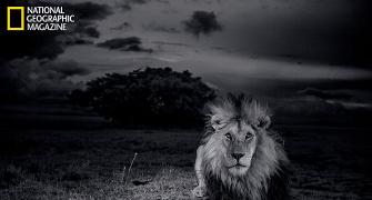 In PHOTOS: The majestic Serengeti lion