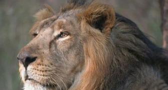 Gujarat: 92 lions dead in two years
