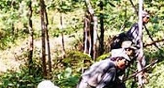 Hunt for killer Naxal leaders starts in Andhra forest