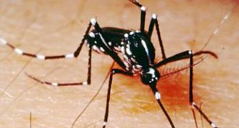 FAQ: How does Dengue spread? How can it be prevented?
