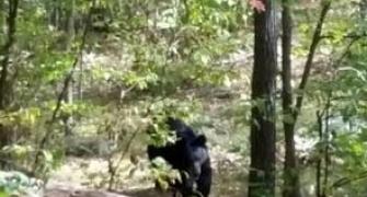 Last moments of Indian-origin hiker killed by a bear