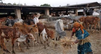 Saving India from the 'mad cow' people