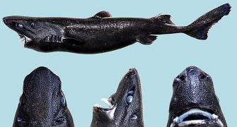 Discovered: A Ninja shark that glows in the dark