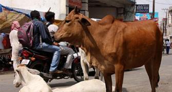 Video clip showing VHP workers kicking cow goes viral