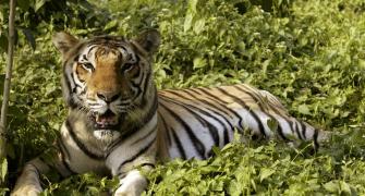 Tiger numbers roaring in India, up from 1,400 to 2,226