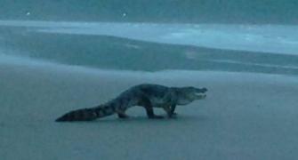 OMG! Man spots crocodile on Goa beach