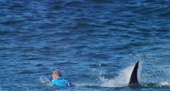 Jaw-dropping moment surfer survives shark attack