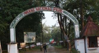 This Assam national park now a sanctuary for Bodo militants