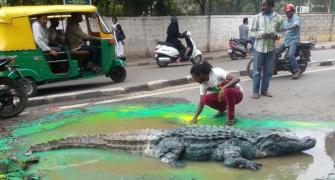 OMG! When Bengaluru found a crocodile on a busy street