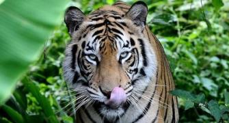 Tigers as pets: MP minister's bizarre idea for conservation