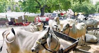 After Maharashtra, beef sale is now banned in Haryana