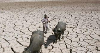124 farmers committed suicide this year: Maharashtra government to HC