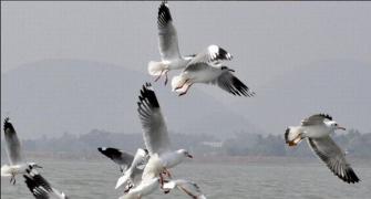 Migratory birds stay put in Chilika despite heat