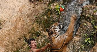 PHOTOS: Inside Thailand's tiger temple