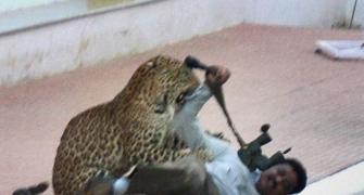 134 schools in Bengaluru declare holiday after leopard scare
