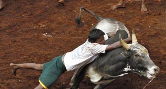 Can't have gladiator type sport in India: SC on Jallikattu