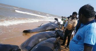 'An impending quake caused whale beaching in TN'