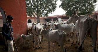 Will break limbs of those who don't consider cow as mother: BJP MLA
