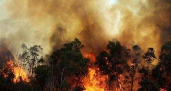 Did the timber mafia cause the forest fires?