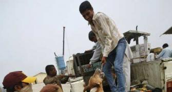The 'leader' behind the killing stray dogs protest