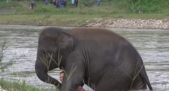 Elephant rushes into river to 'save drowning friend'