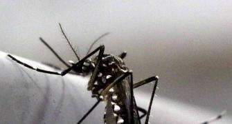 Lucknow reports two Zika virus cases, UP tally at 111