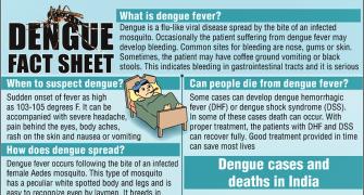 Dengue FAQ: What you MUST know