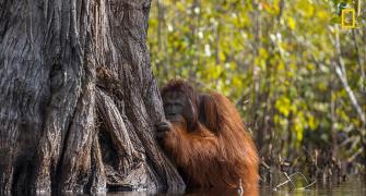Why so shy, orangutan?
