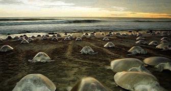 Olive Ridley turtles are back for nesting