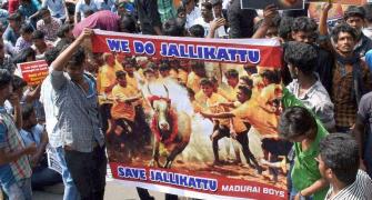 Jallikattu ban: Protests intensify in Tamil Nadu, 149 held