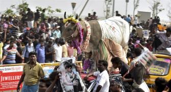 Why the BJP has a stake in Jallikattu's revival