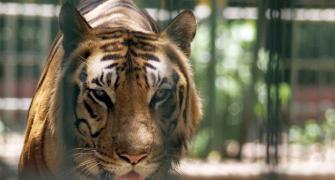 Stomach this! Big cats in UP zoo forced to munch on chicken, mutton