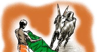 Where have India's bulls gone?