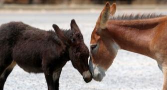 WTF! Donkeys jailed in UP for eating 'costly plants'