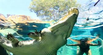PHOTOS: Would you dare swim with these crocodiles?