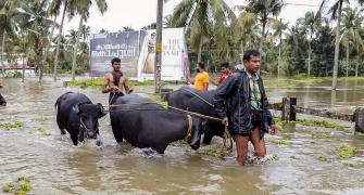 Floods in Kerala due to slaughtering of cows in open: BJP leader