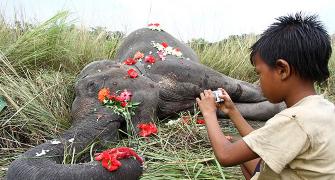Why must so many elephants die on the railway tracks?